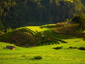 Mu Cang Chai 