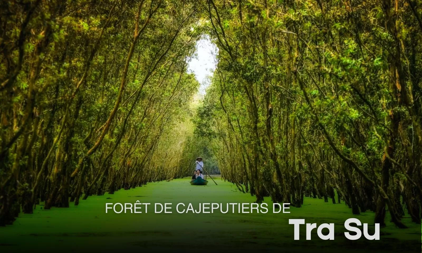 Forêt de cajeputiers de Tra Su: escapade incontournable au Mékong