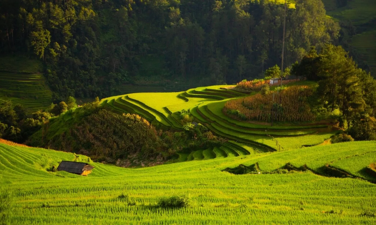 Mu Cang Chai 