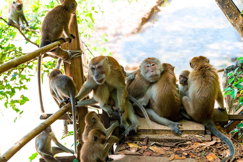 Évasion en Thailande avec enfants