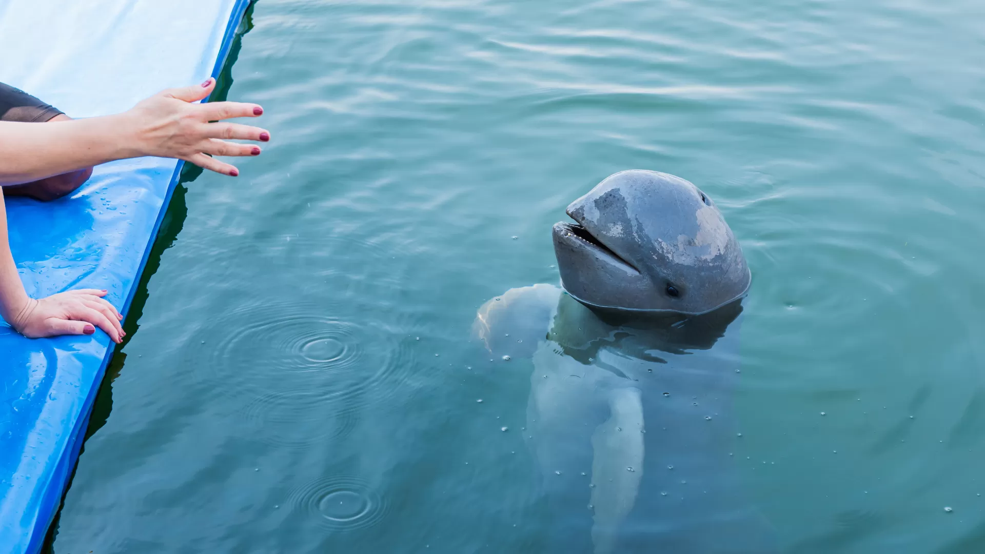 Des dauphins de l'Irrawaddy