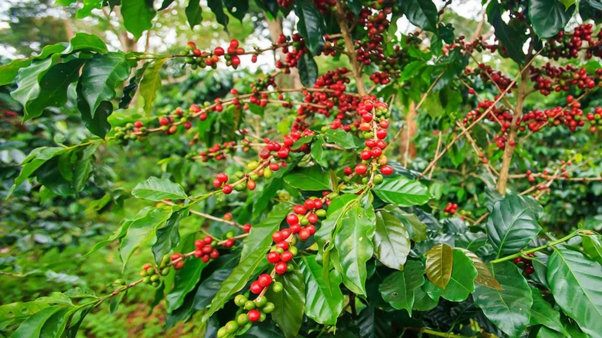 Coffee plantation in Bolaven Plateau