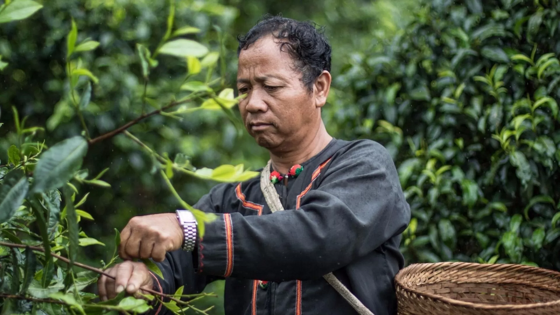 Plantation de thé à Doi Pu Muen