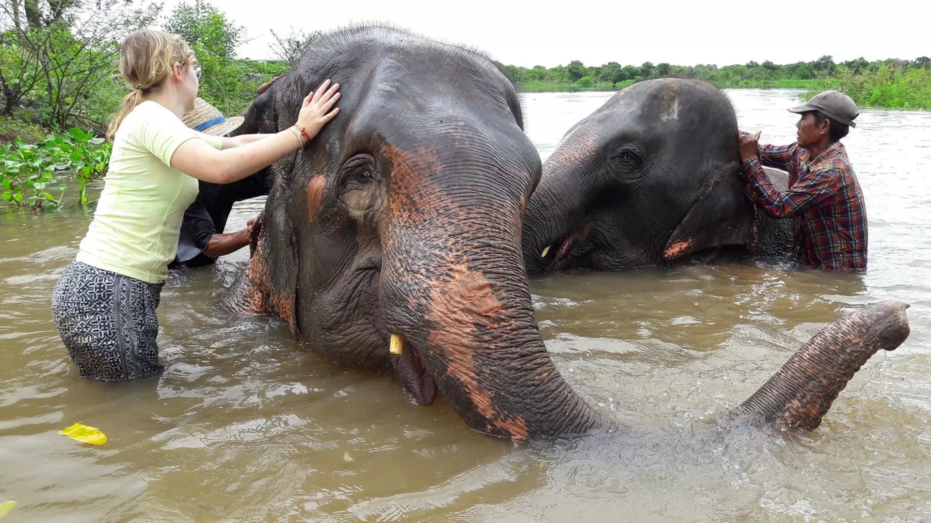 Réserve d’éléphants Ban Taklang à Surin