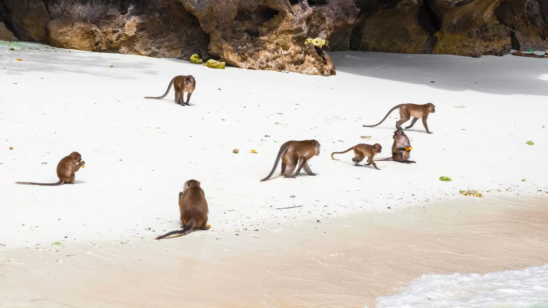 Des singes macaques qui sont souvent visibles sur la plage