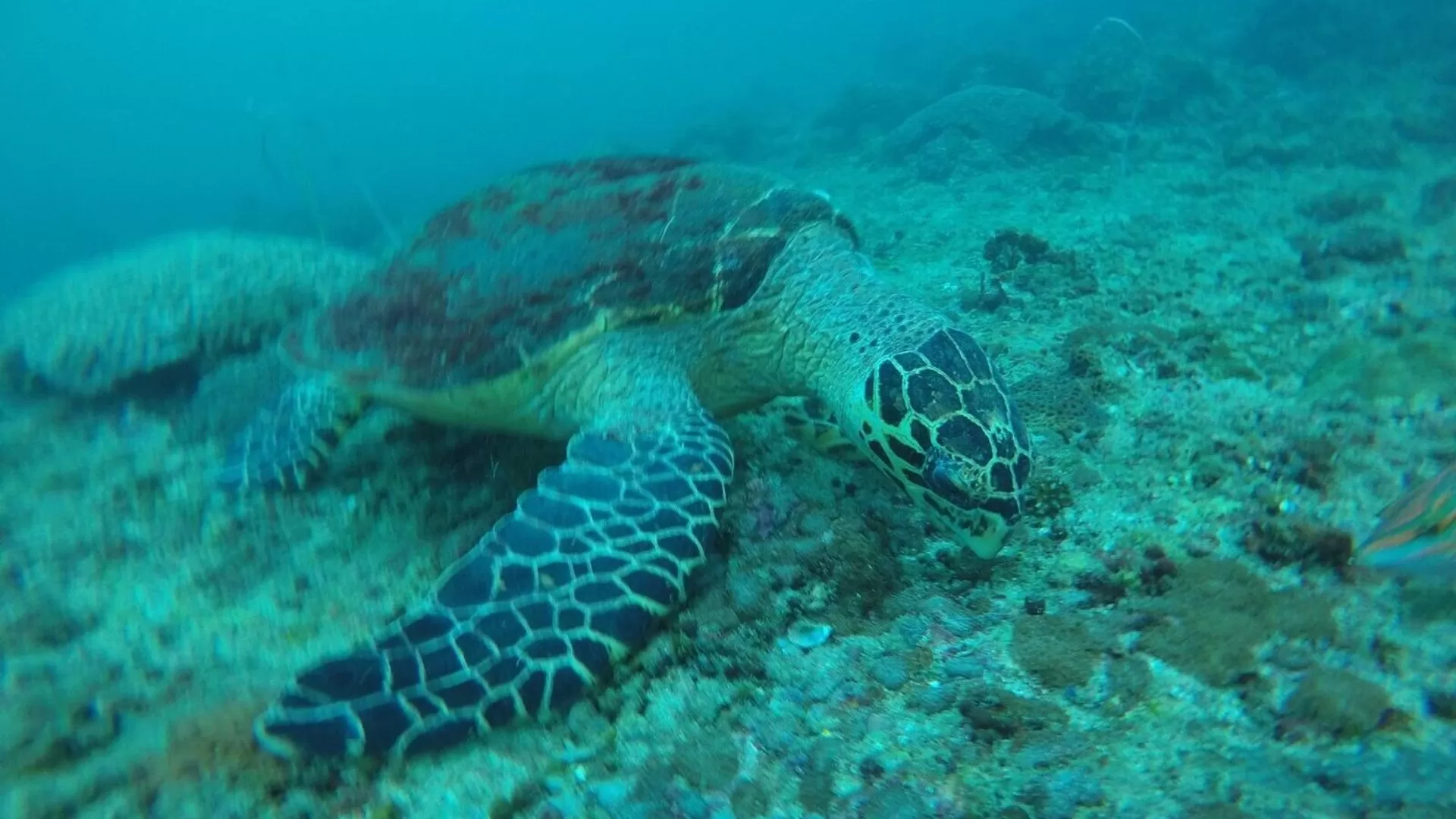Nage avec une tortue de mer