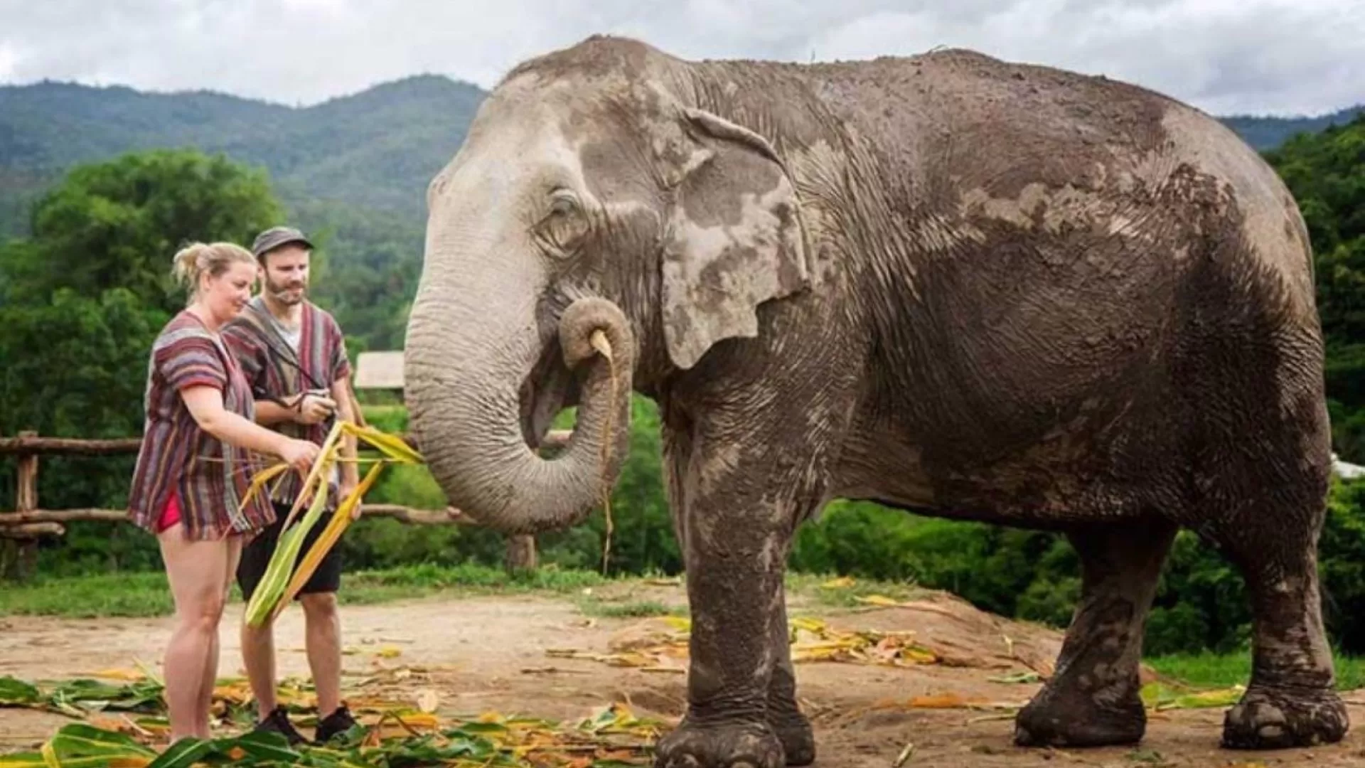 Les Éléphants à Chiang Mai