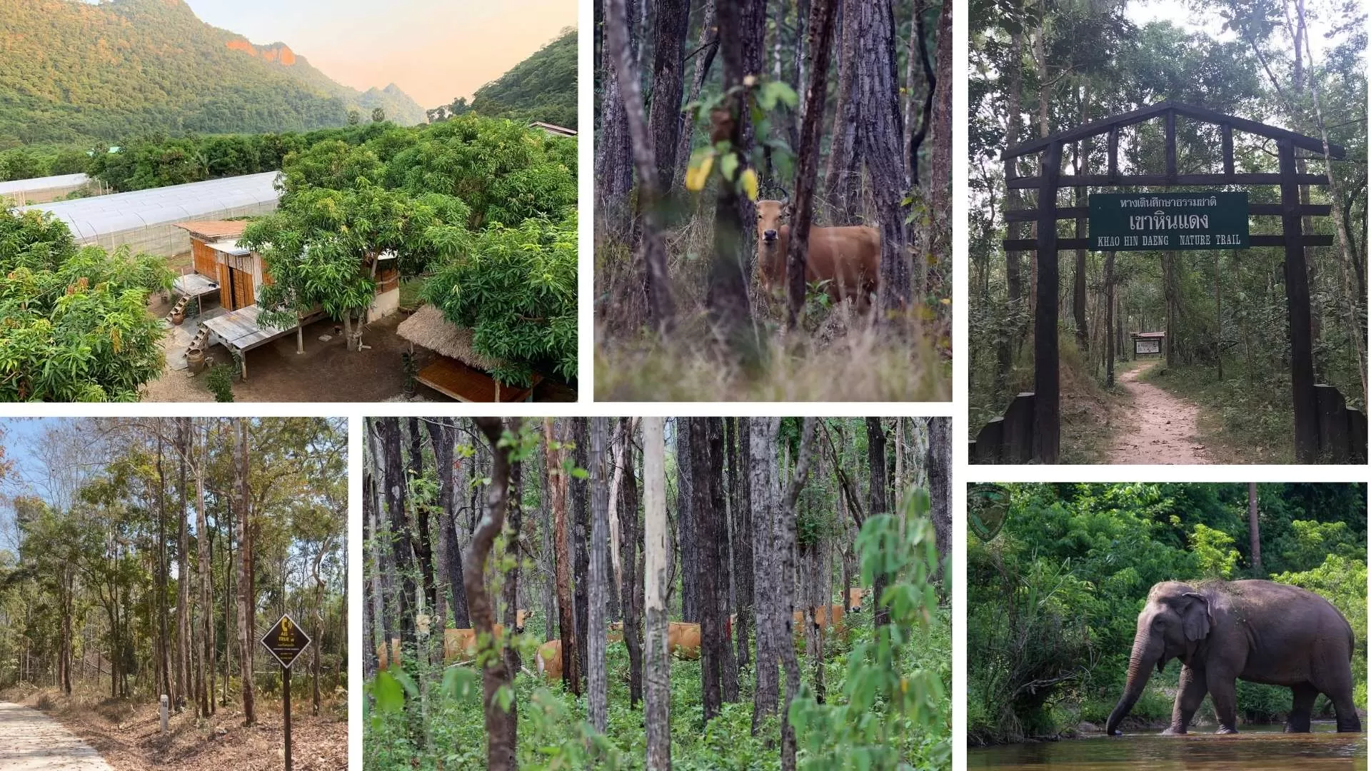 Réserves fauniques de Thungyai–Huai Kha Khaeng