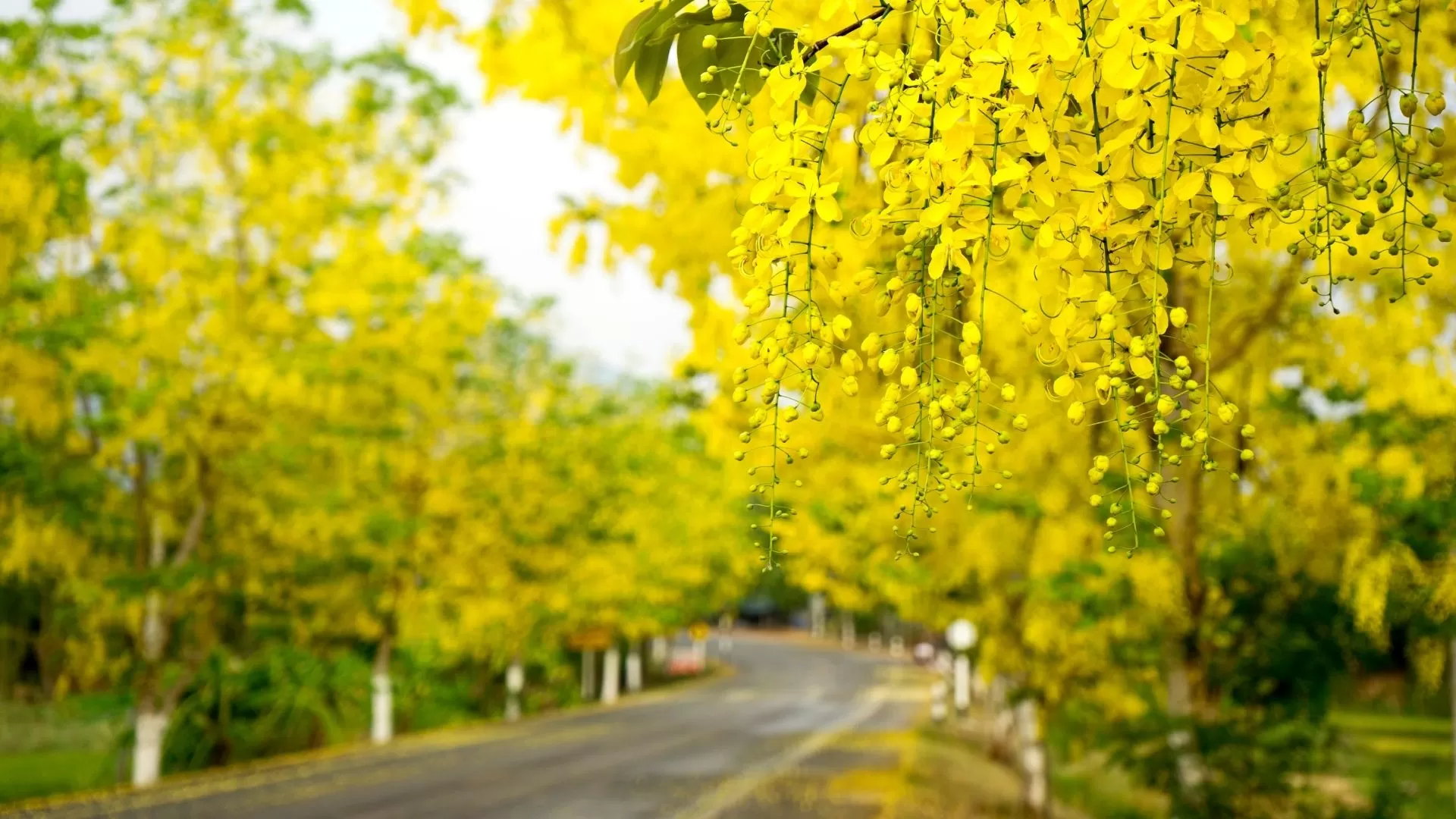Ratchaphruek - Thai national flower