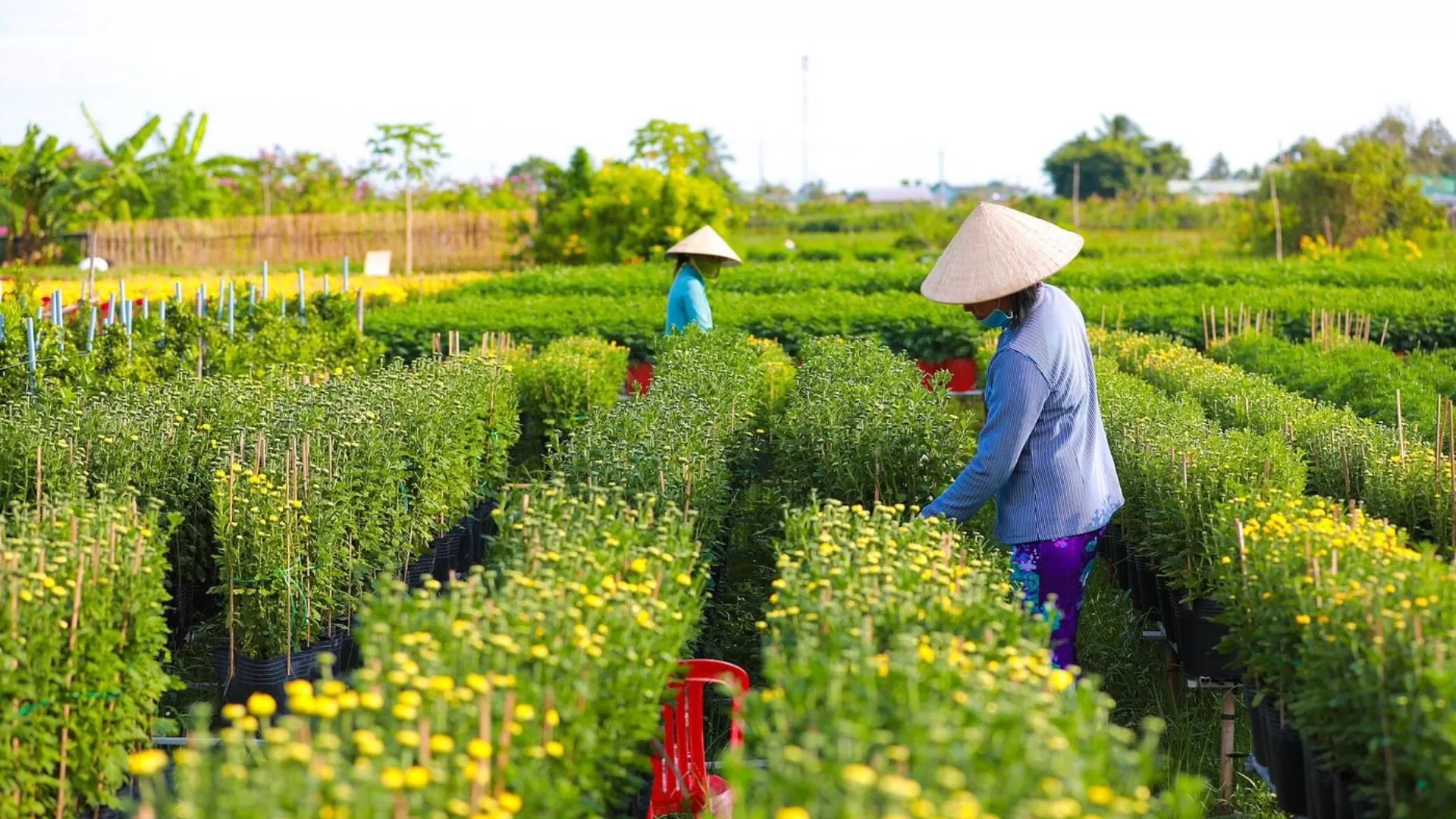 Quand partir au Vietnam du Sud ?