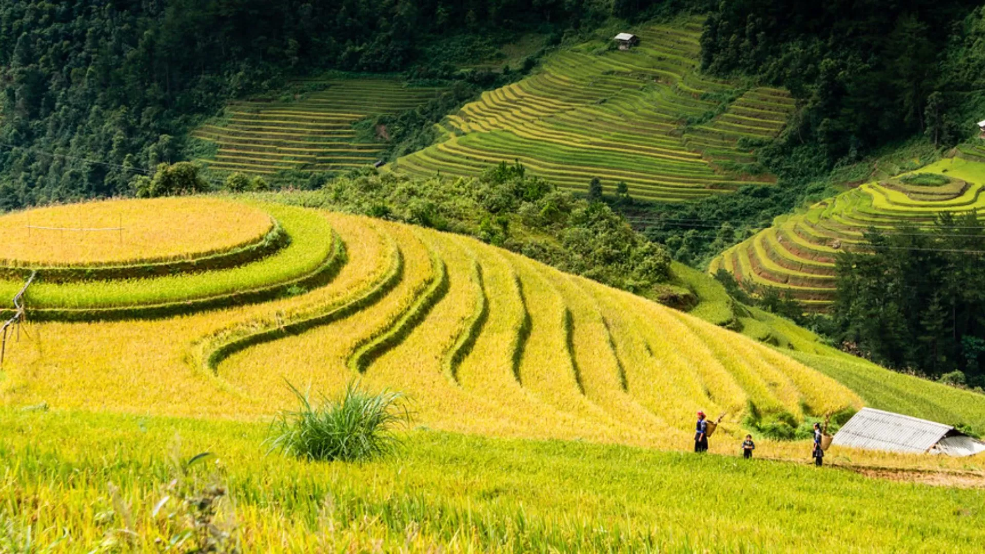 Saison des rizières dorées