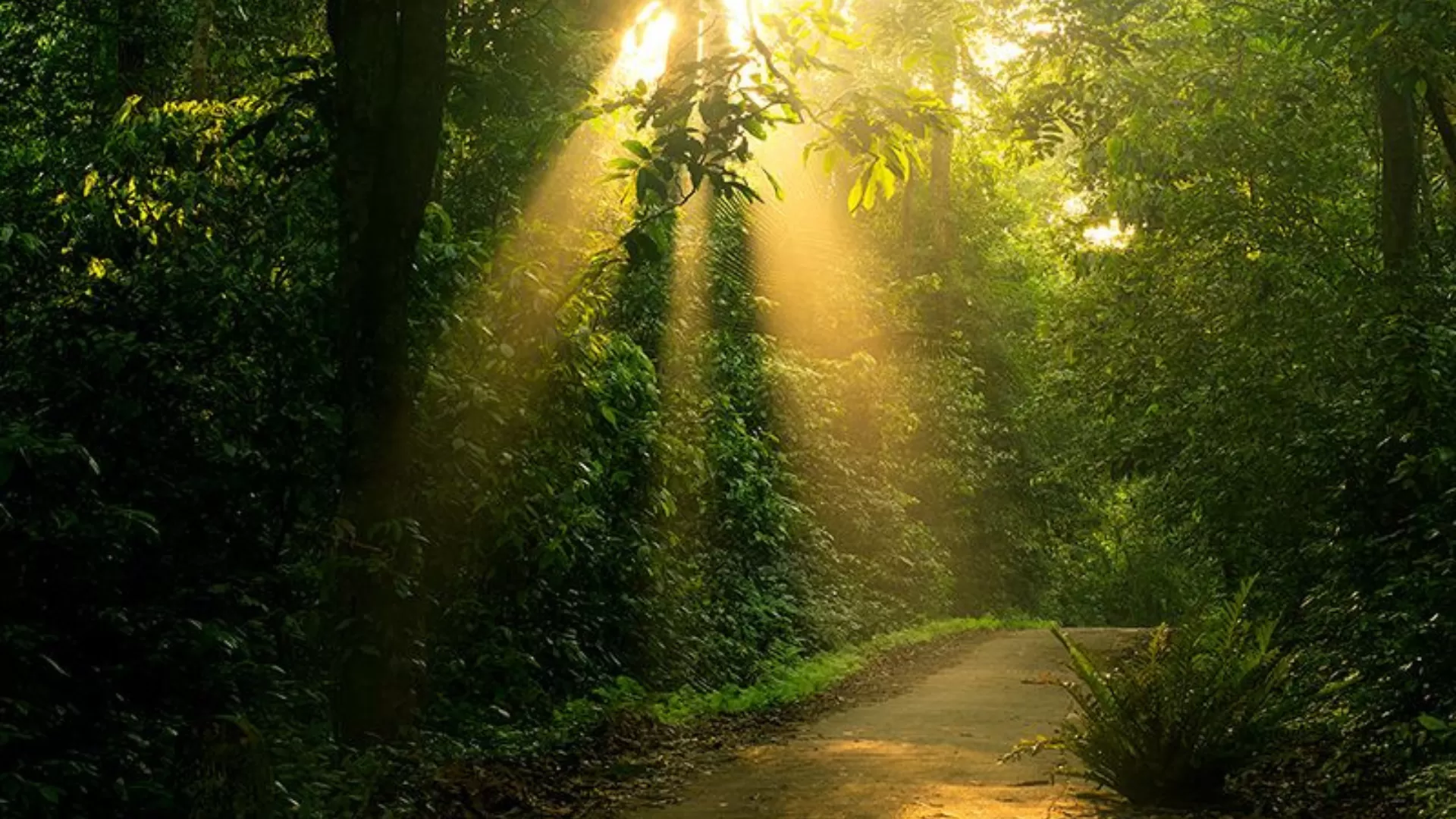 Le parc national de Cuc Phuong