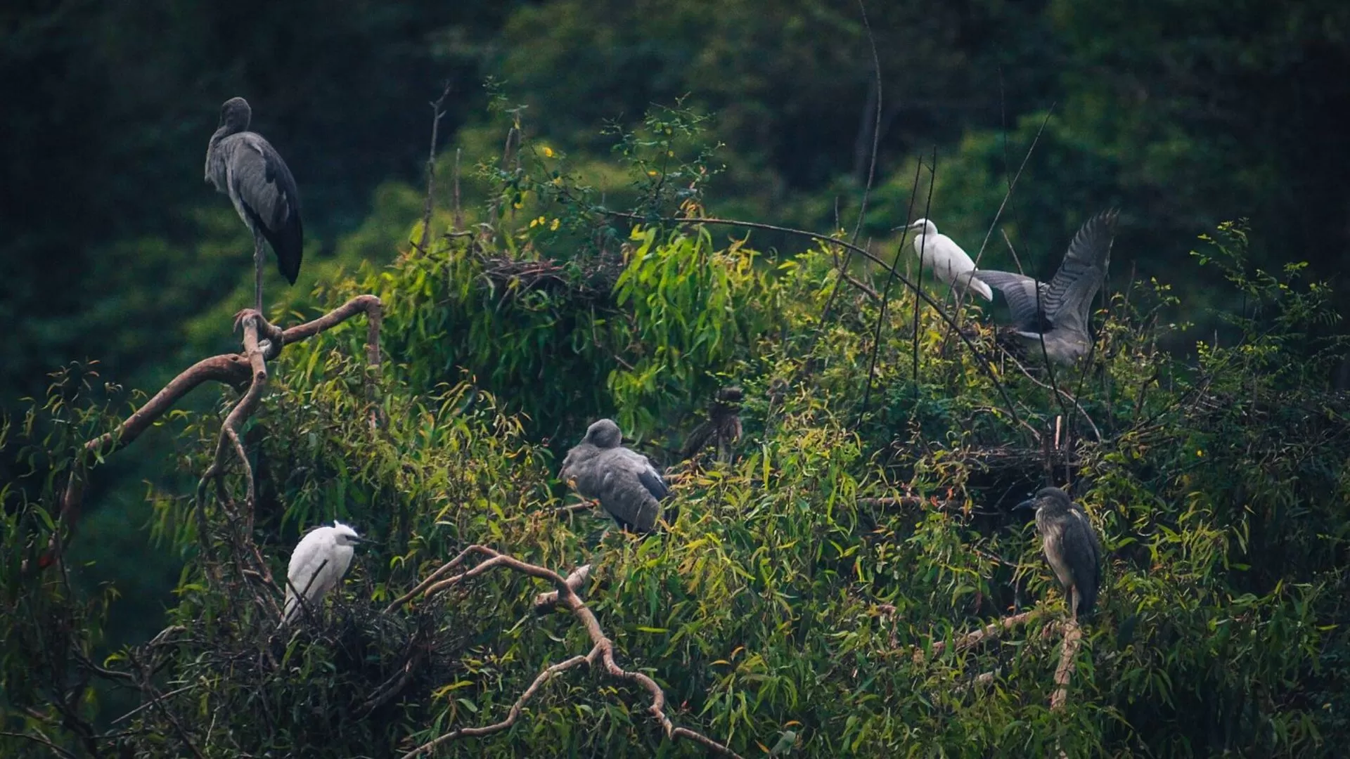 Zone écotouristique de Thung Nham - un paradis pour les oiseaux