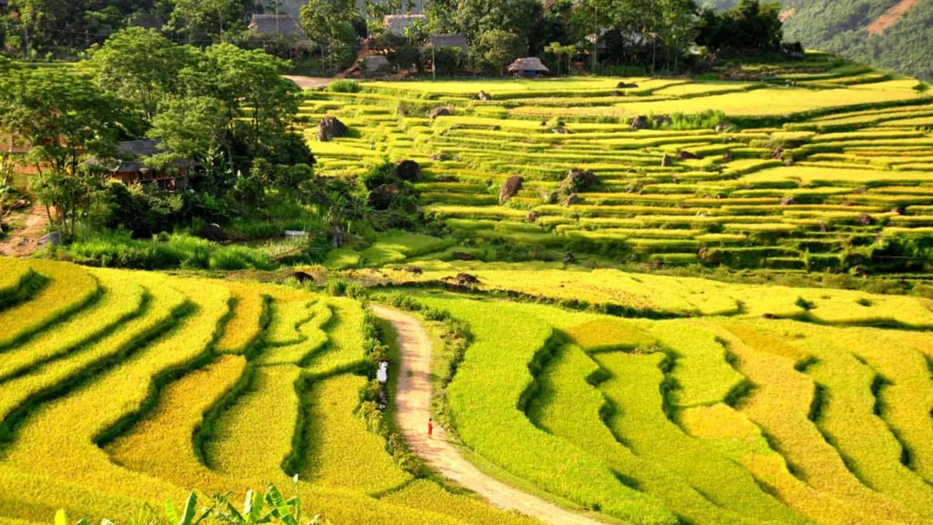 Rizières en terrasses à Pu Luong