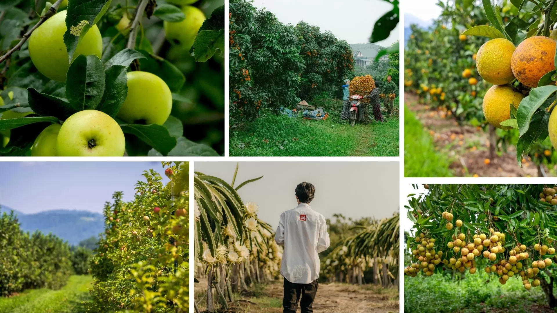 Fruit orchard in Can Tho 