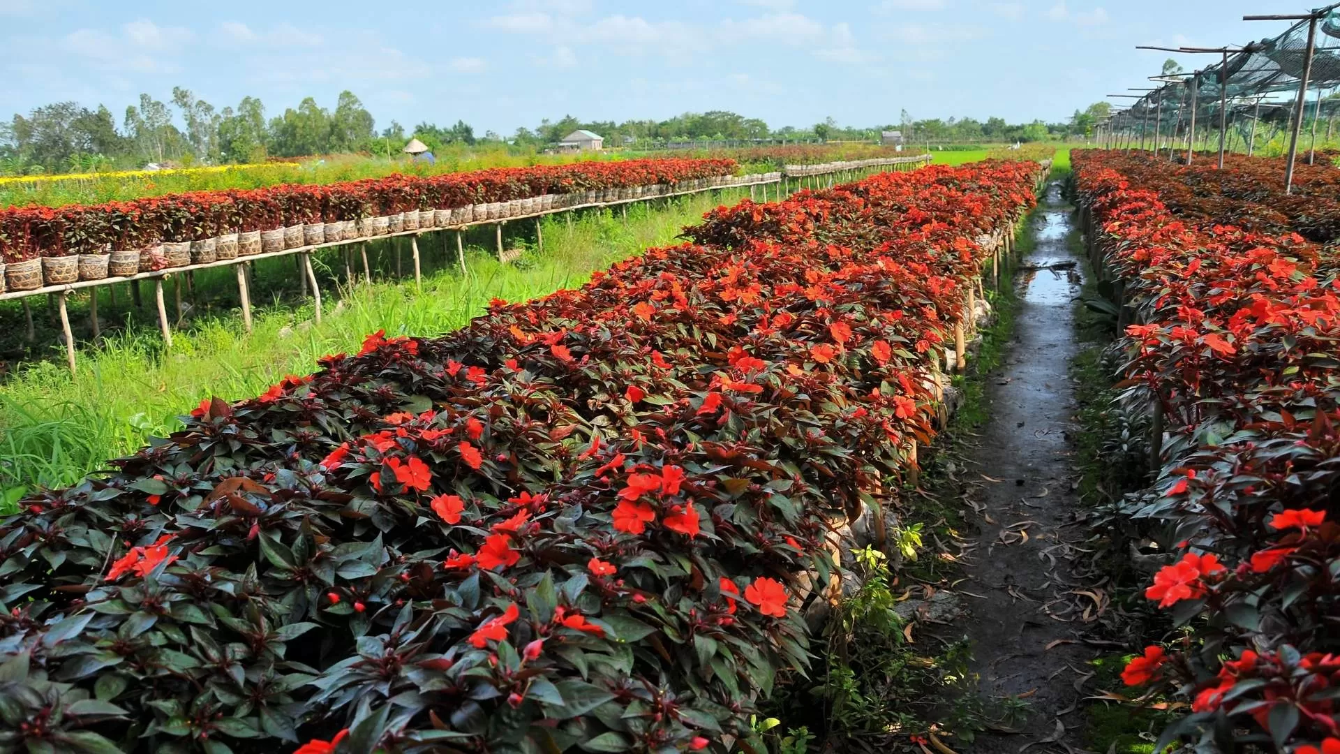 Sa Dec flower garden