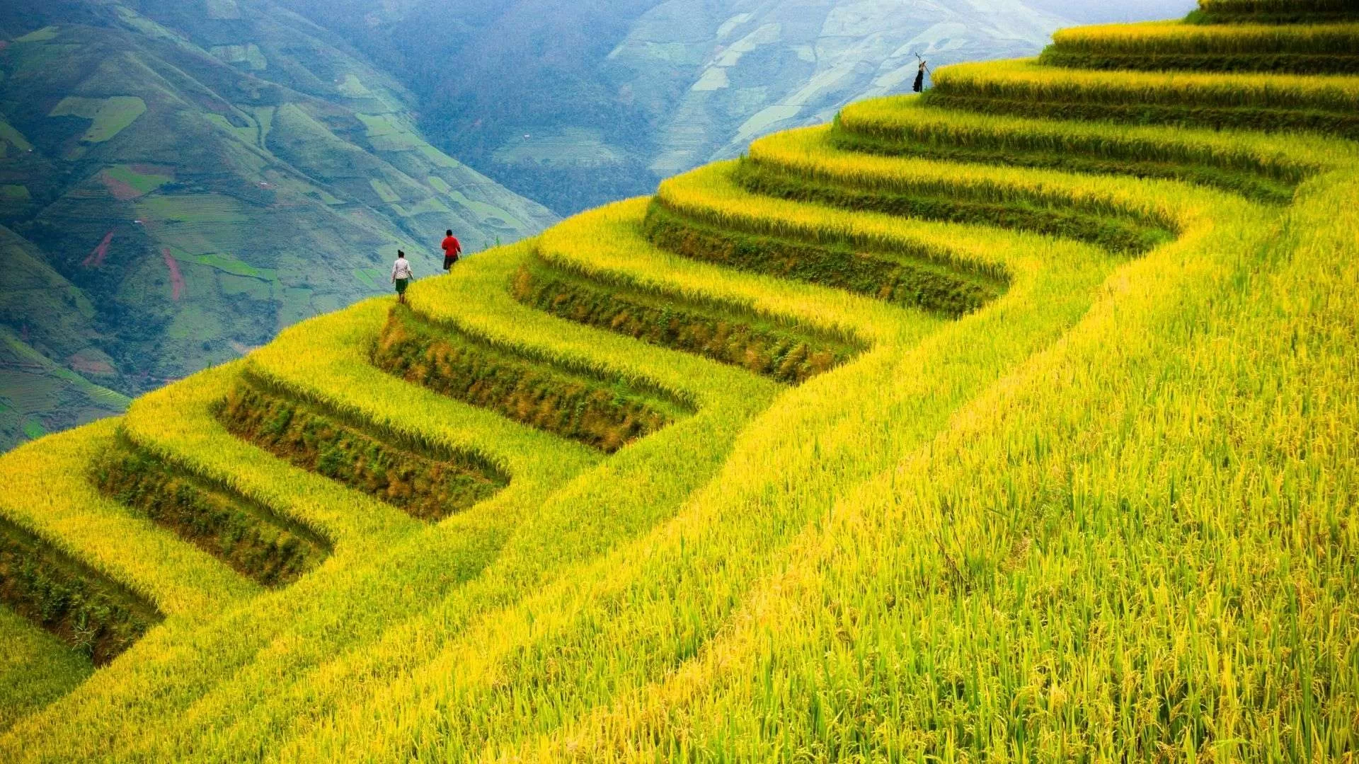 Mu Cang Chai en saison des rizières dorées