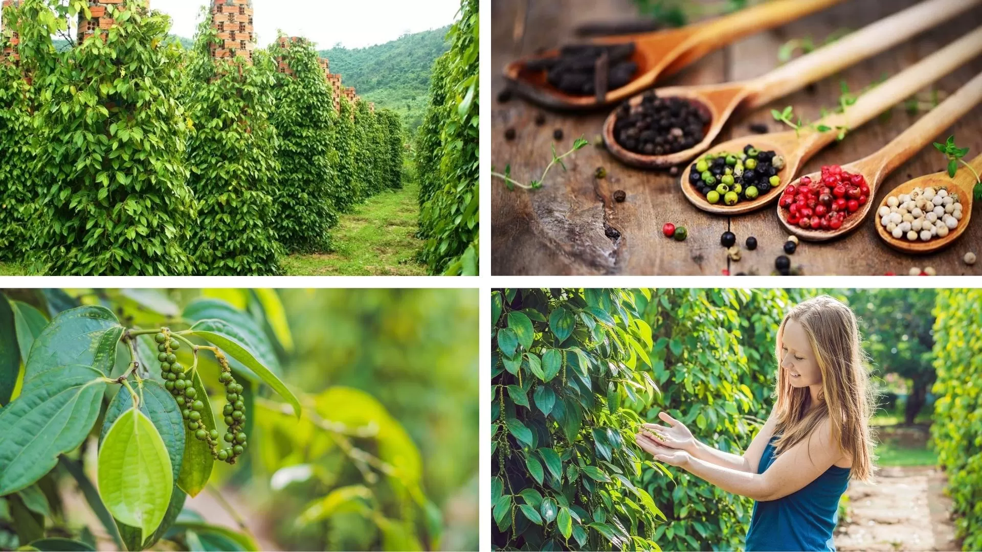 Une plantation de poivre