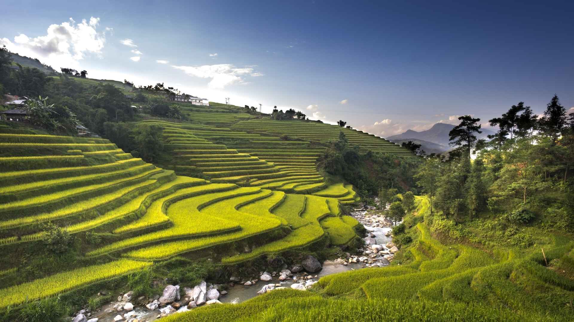 Terraced rice fields in Pu Luong