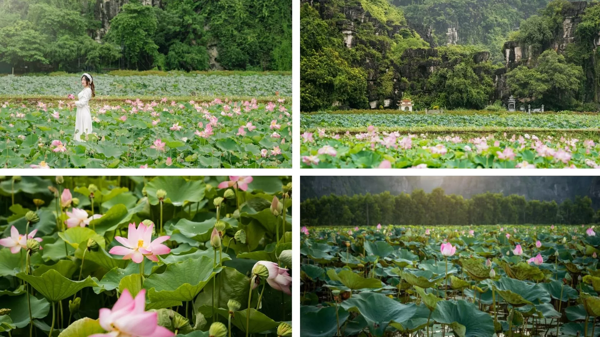 Lotus Pond - Mua Cave