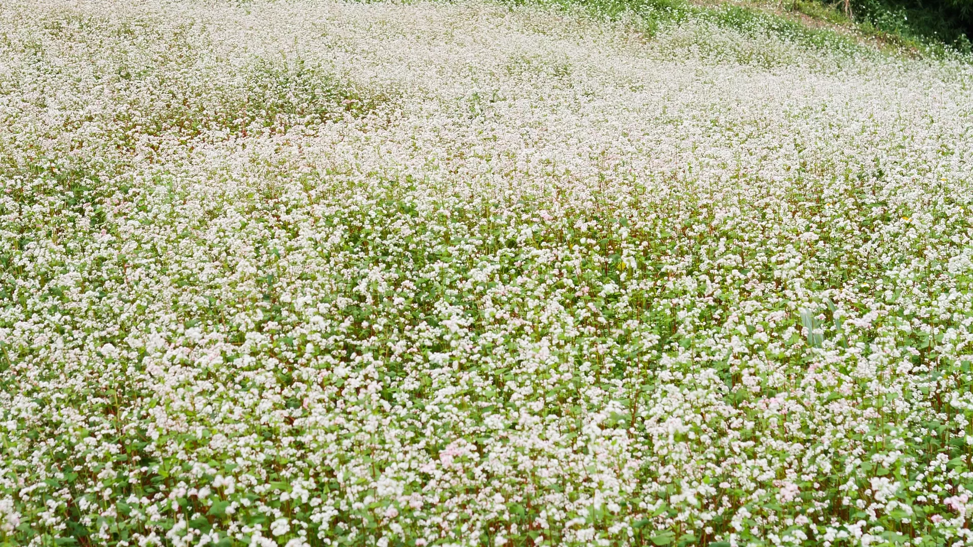 Fleurs de sarrasin Ha Giang