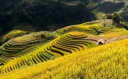 Mu Cang Chai