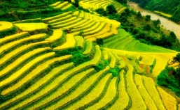 Mu Cang Chai 