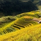 A Complete Guide For Mu Cang Chai Travel