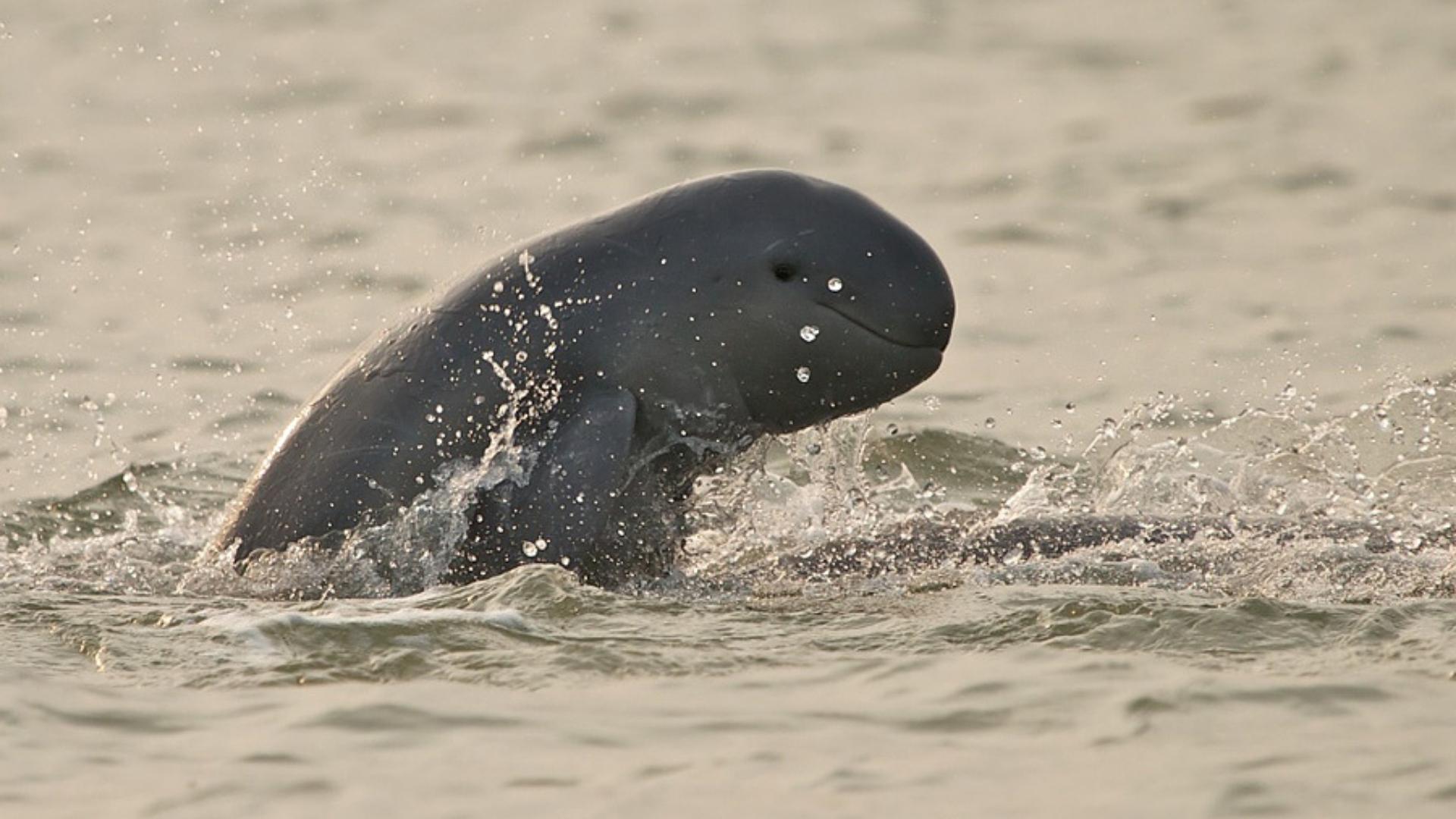 Irrawaddy dolphins