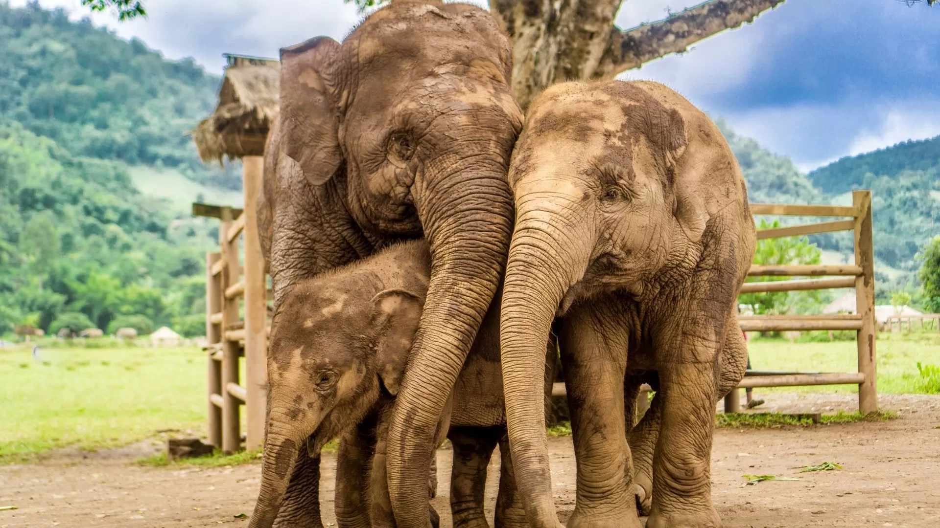 Elephant Nature Park