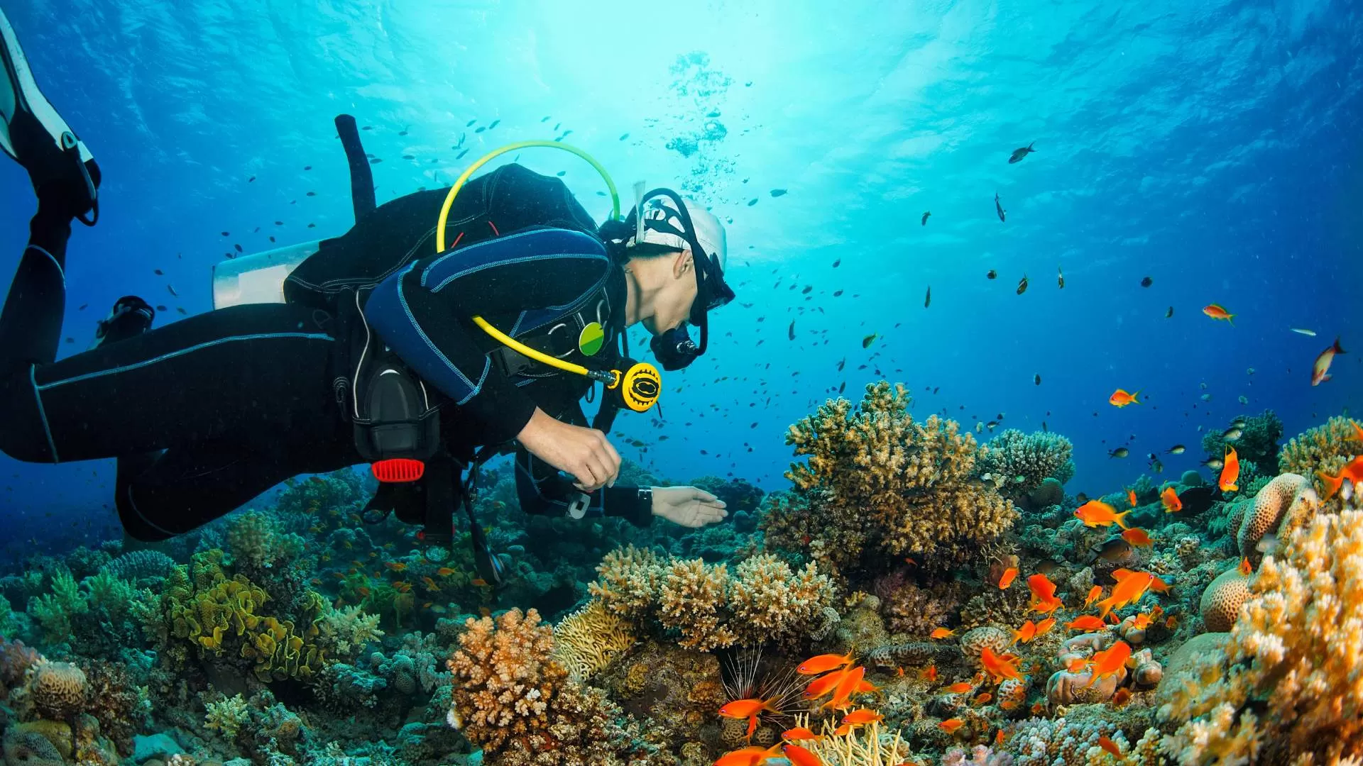 Learn to scuba dive