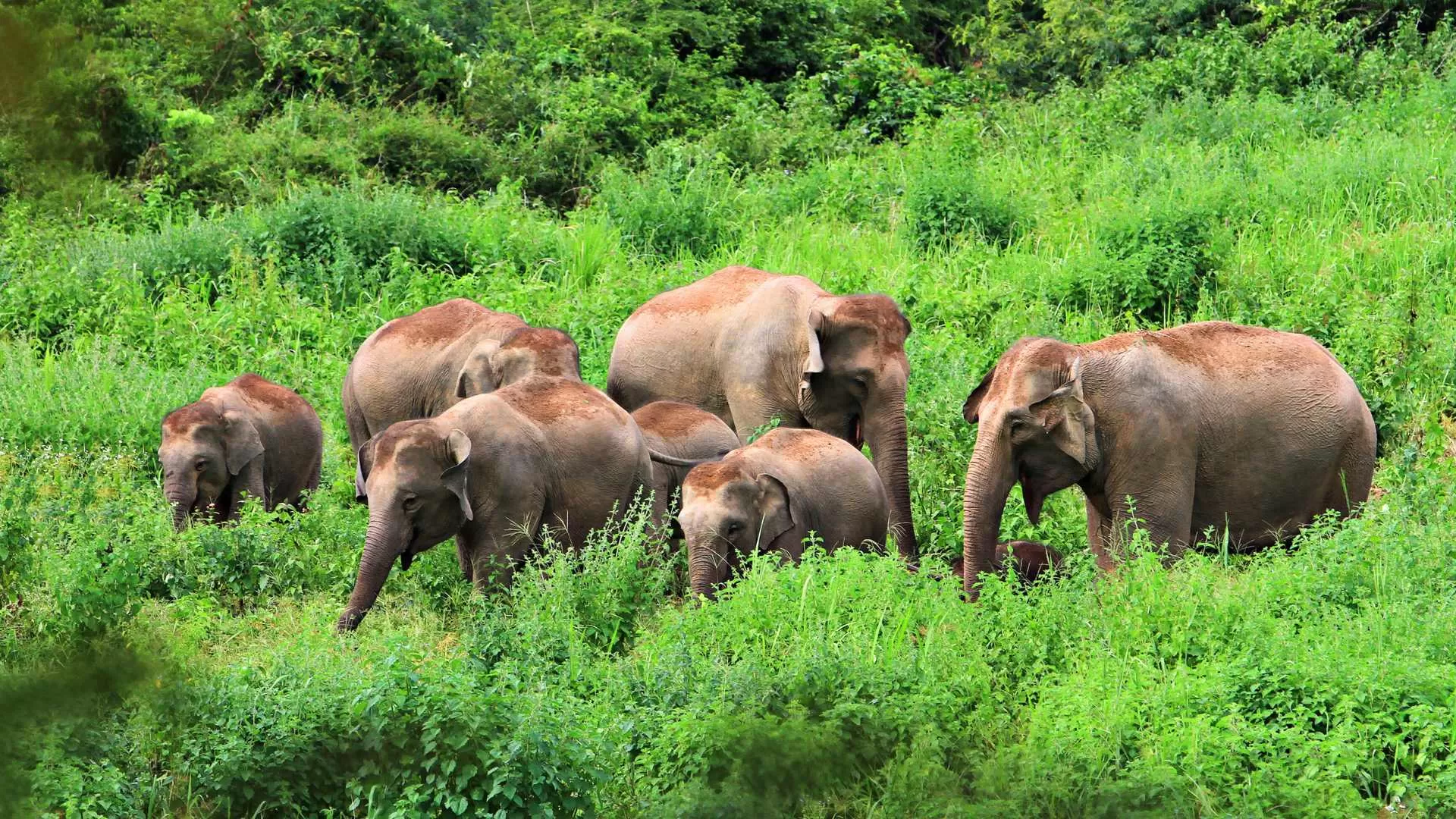 Elephants in Kui Buri National Park