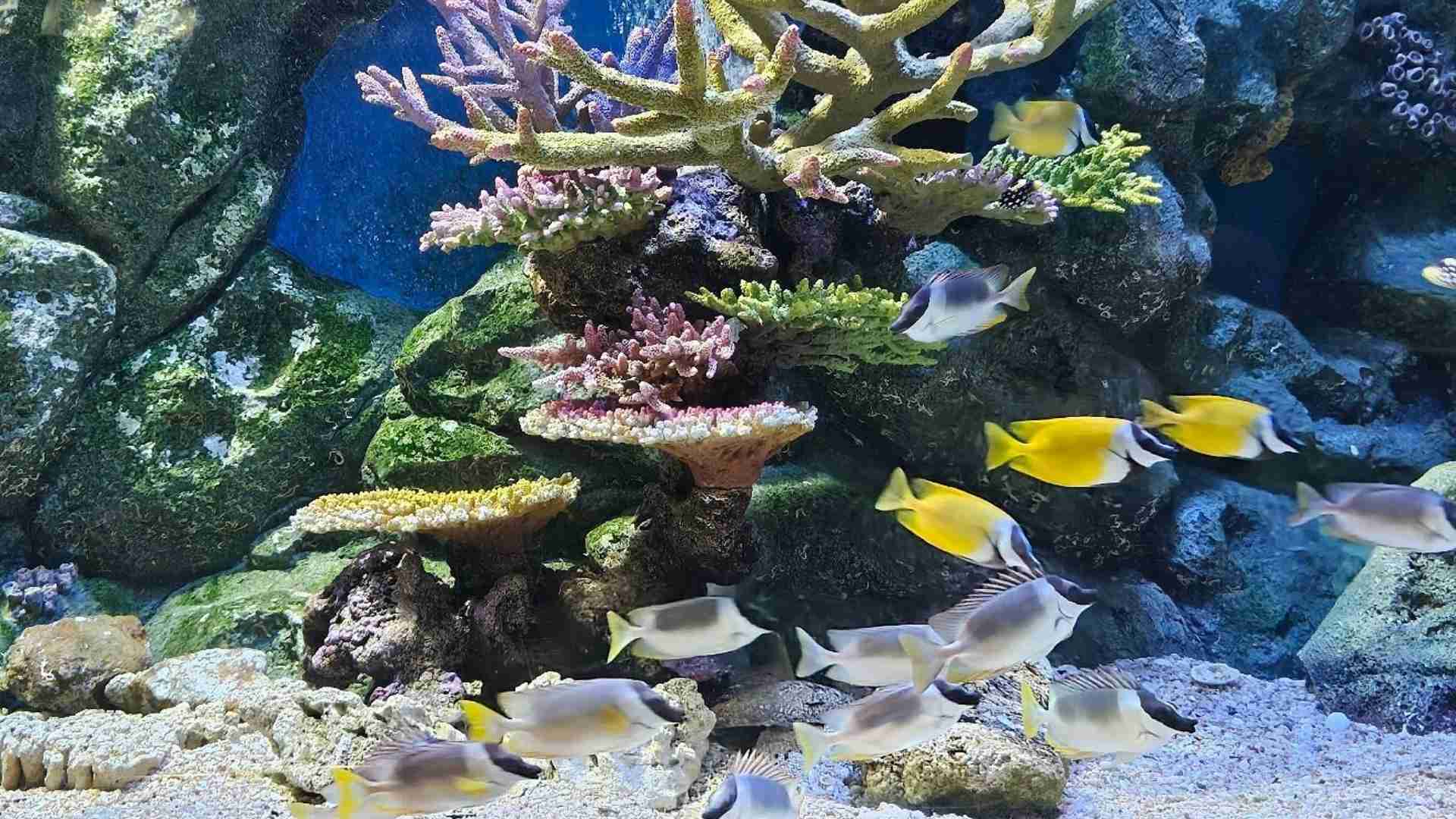 Rayong Aquarium