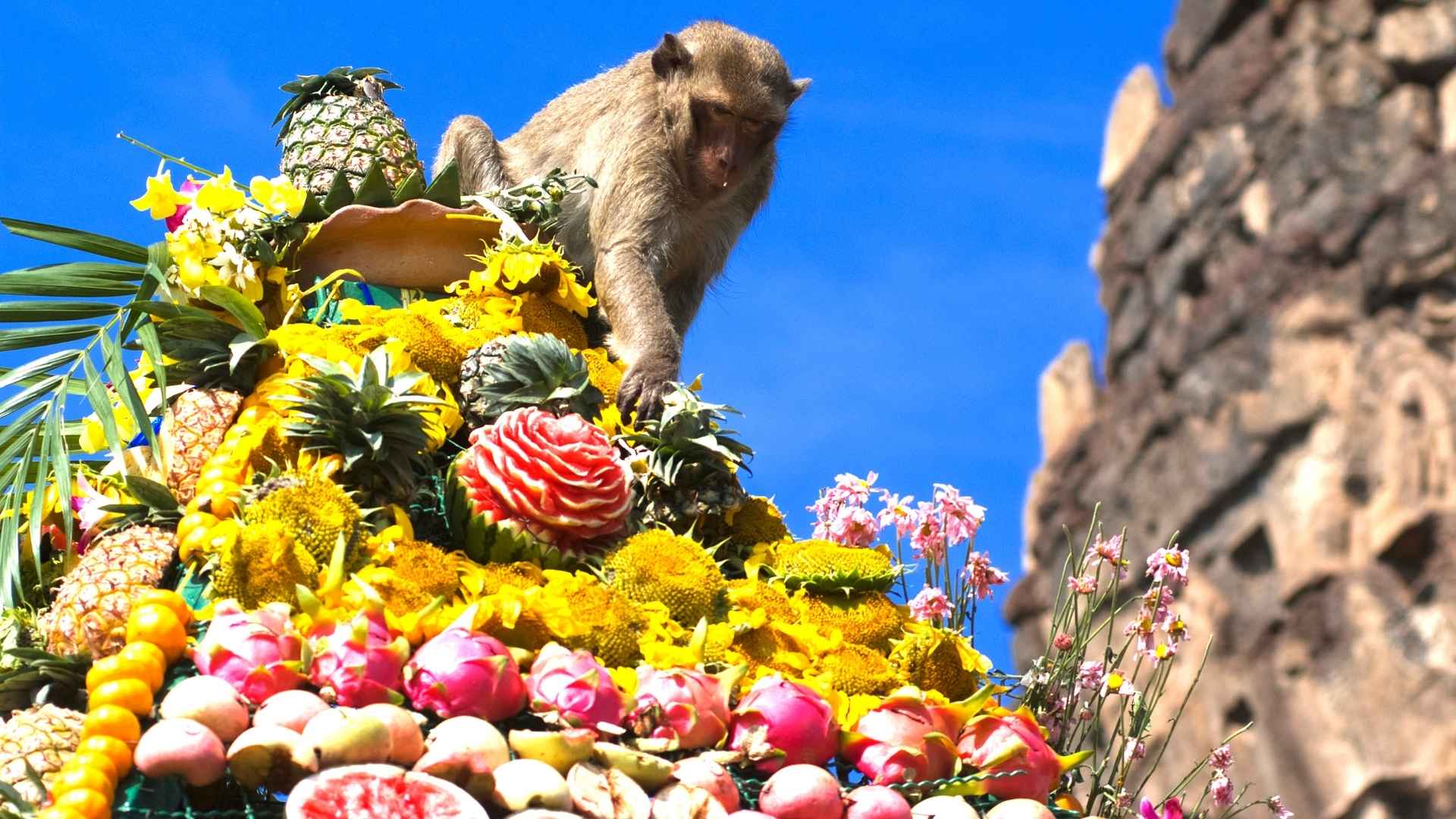 Monkey Buffet Festival - Unique festival in Thailad