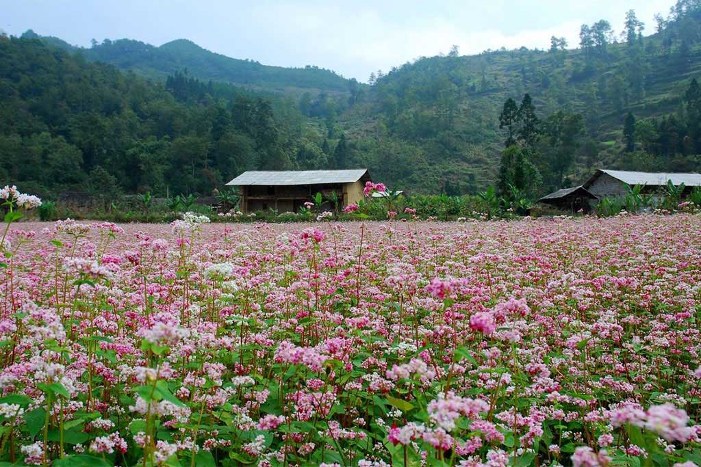 Meilleure temps pour voyager à Ha Giang