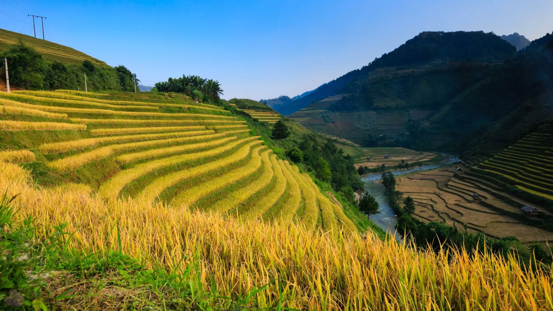 Rizière dorée à Hoang Su Phi