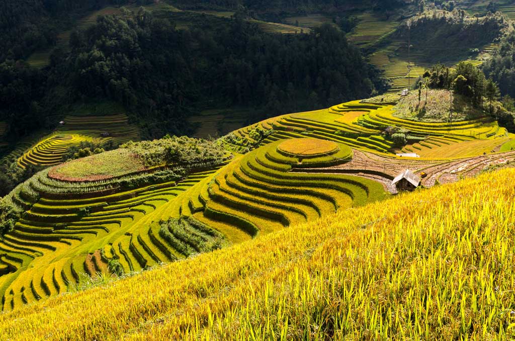 La beauté des rizières en terrasses de Hoang Su Phi