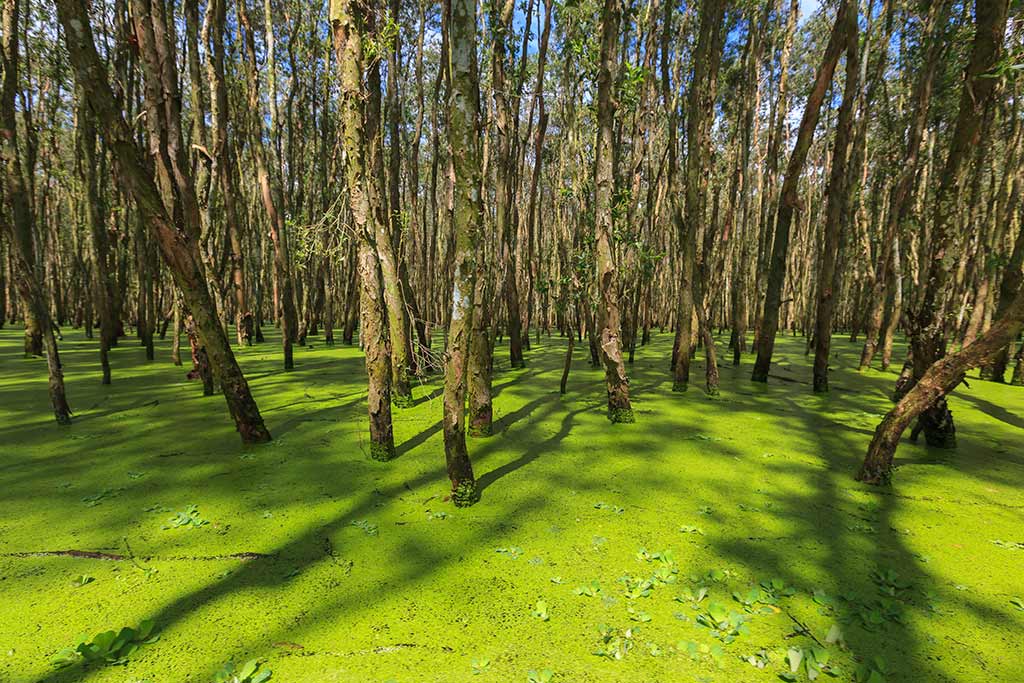 Du delta du Mekong au Angkor 