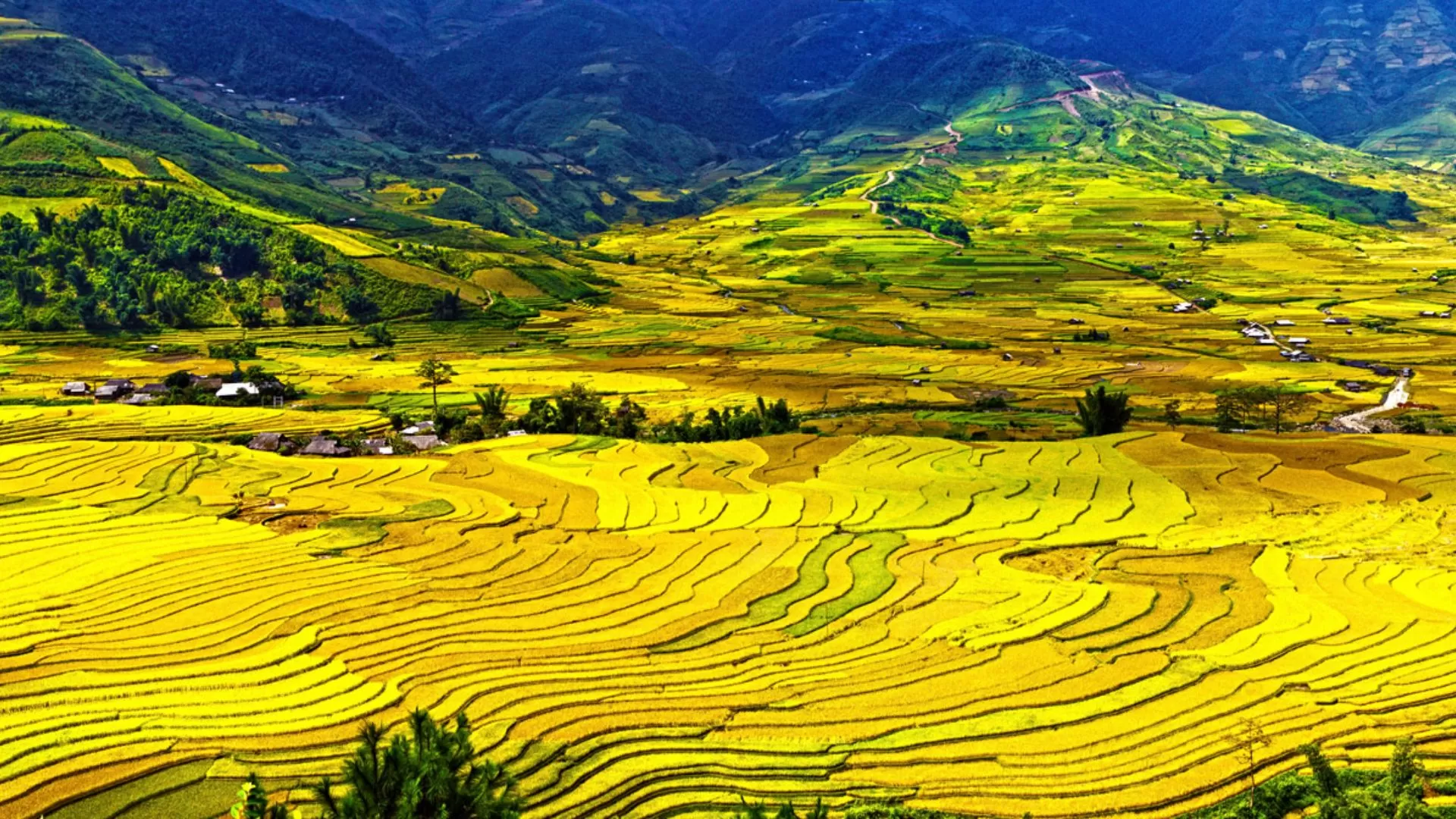 Rizières en terrasse dorées à Tú Lệ