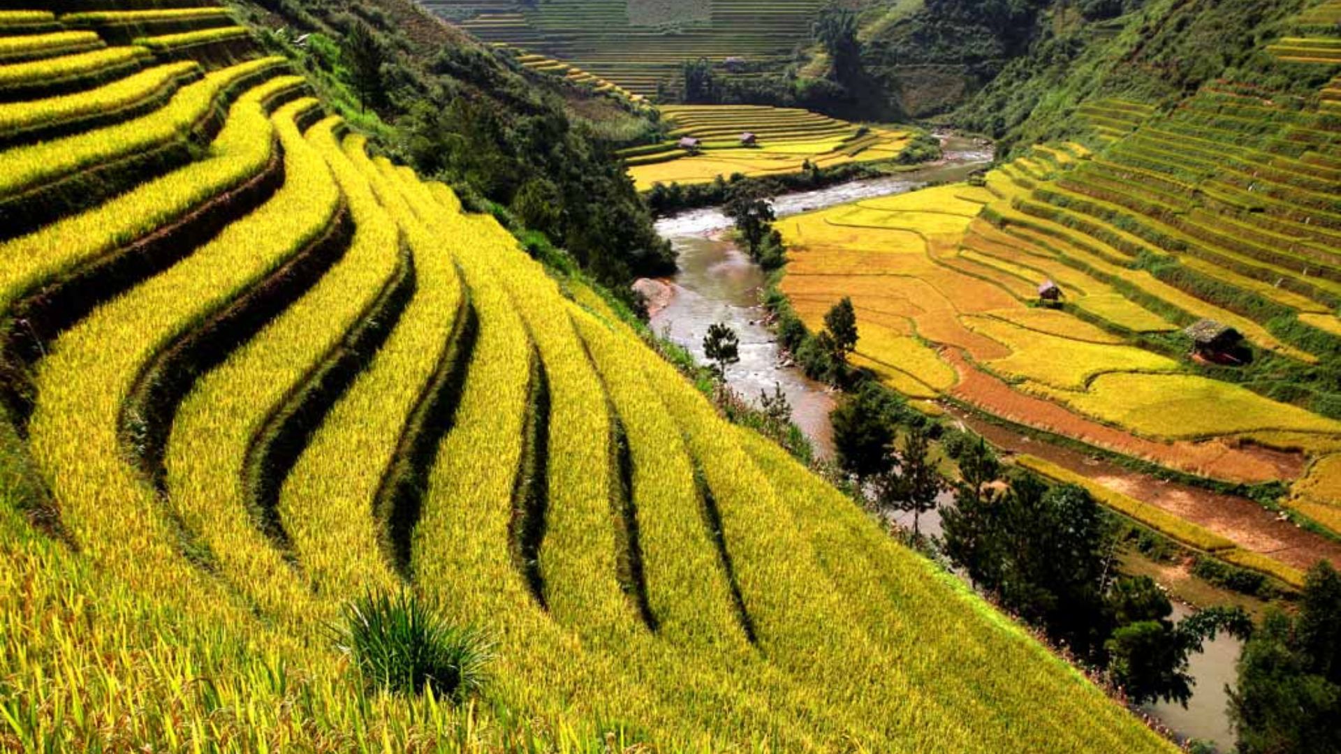 Rizières en terrasses de Sapa