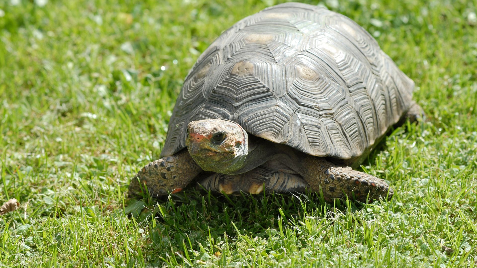 Symbole de tortue du Vietnam