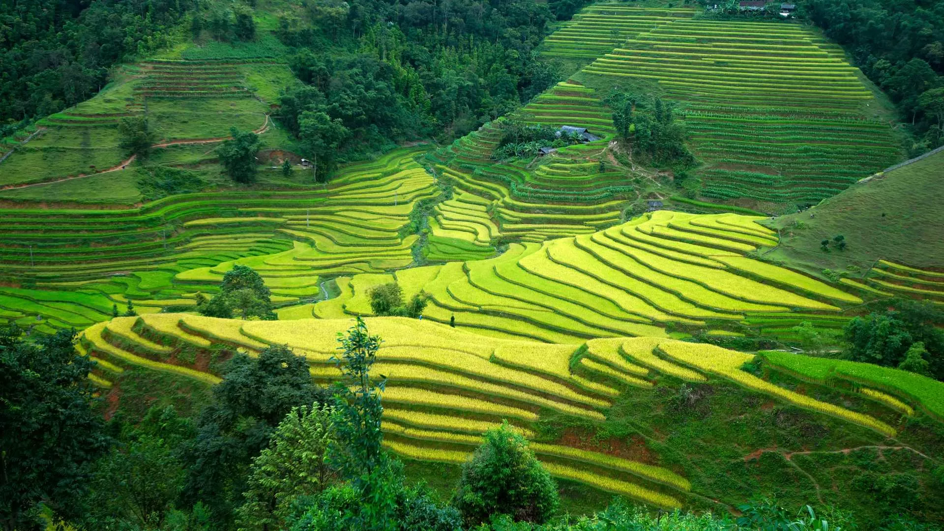 Hoang Su Phi rice terraces