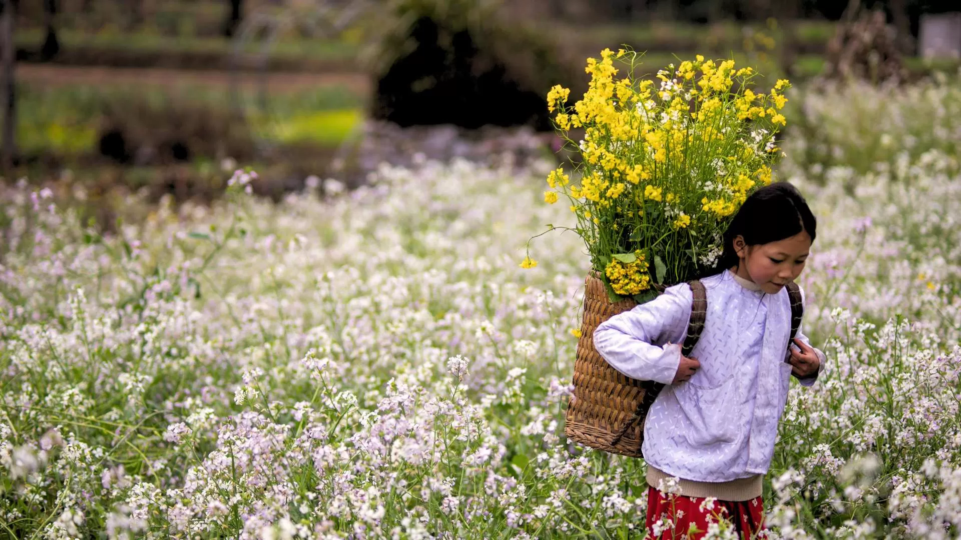 Buckwheat flower season in Ha Giang