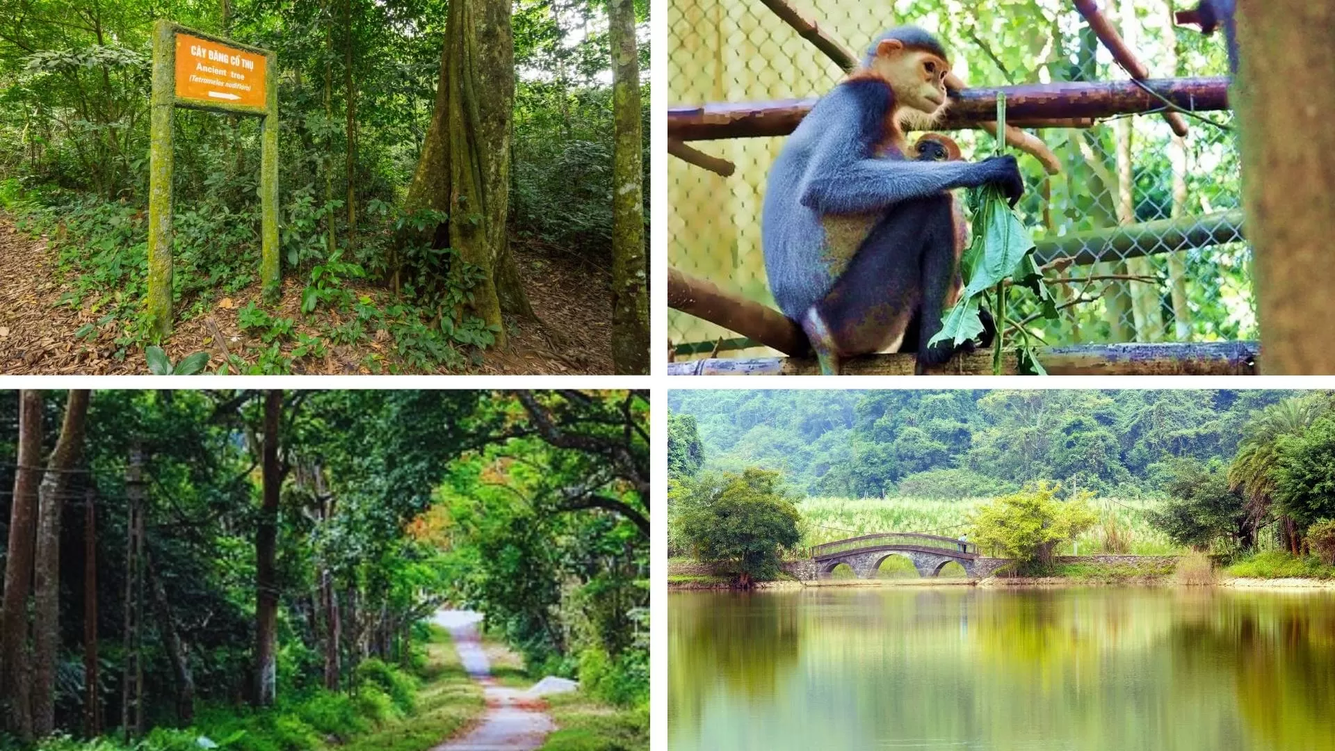 Must-visit attractions in Cuc Phuong national park