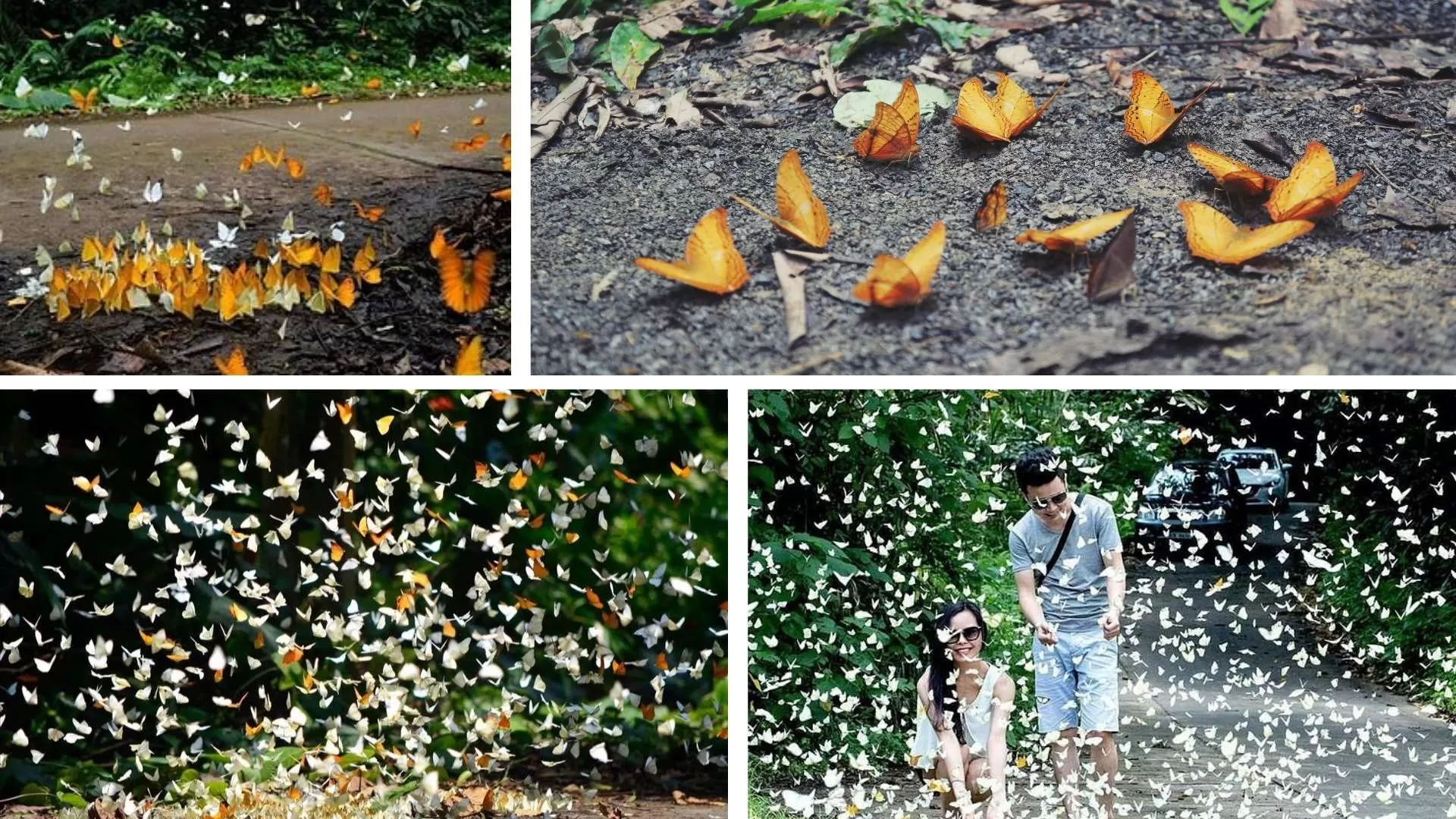 Visiting between April and May to watch butterfly
