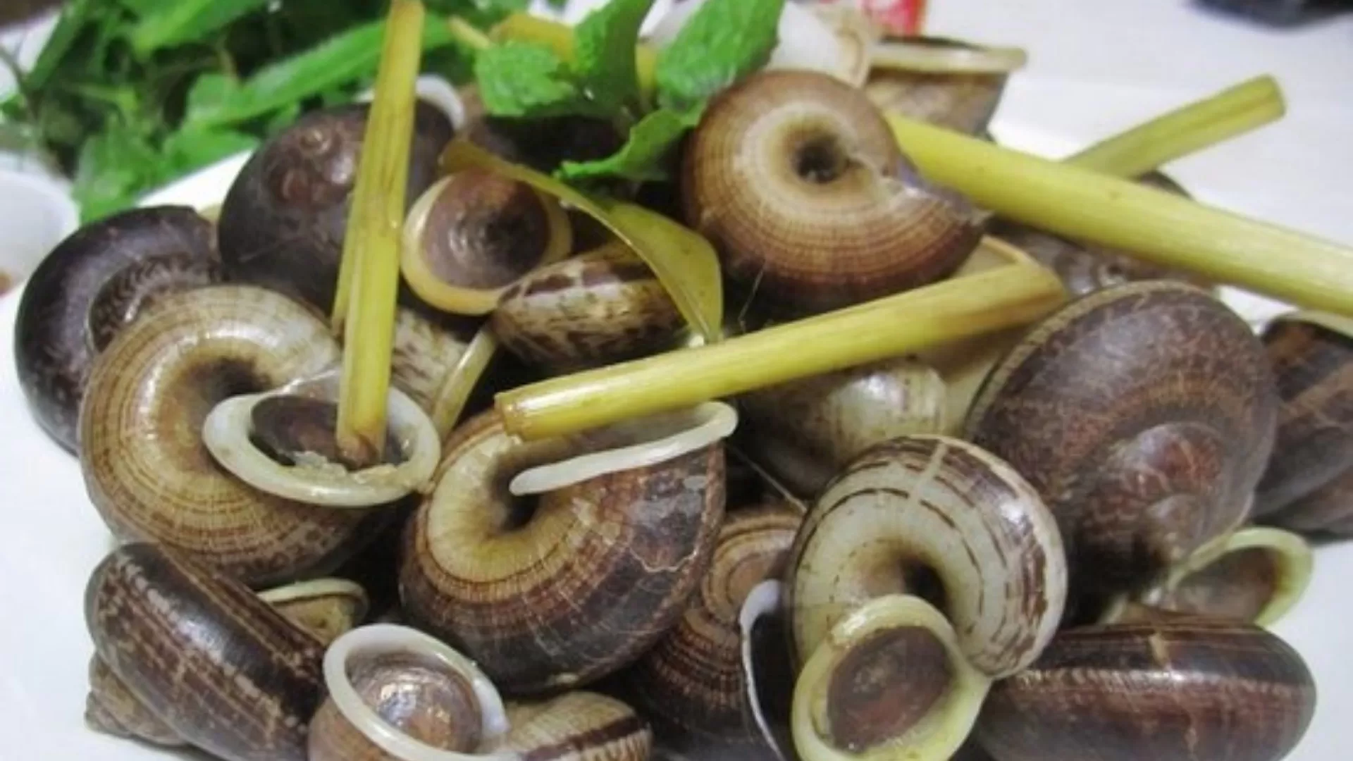 Oc nui Ninh Binh– Mountain snails
