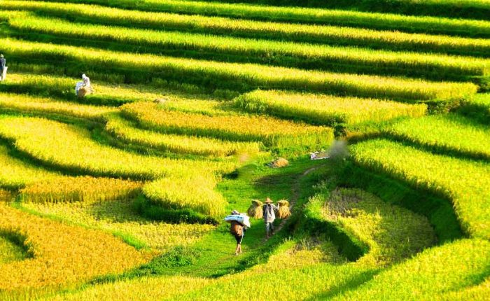 Circuit Vietnam 15 jours - Circuit initiatique avec la réserve naturelle de Pu Luong